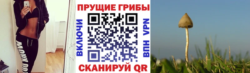 закладка  Воркута  Галлюциногенные грибы GOLDEN TEACHER 